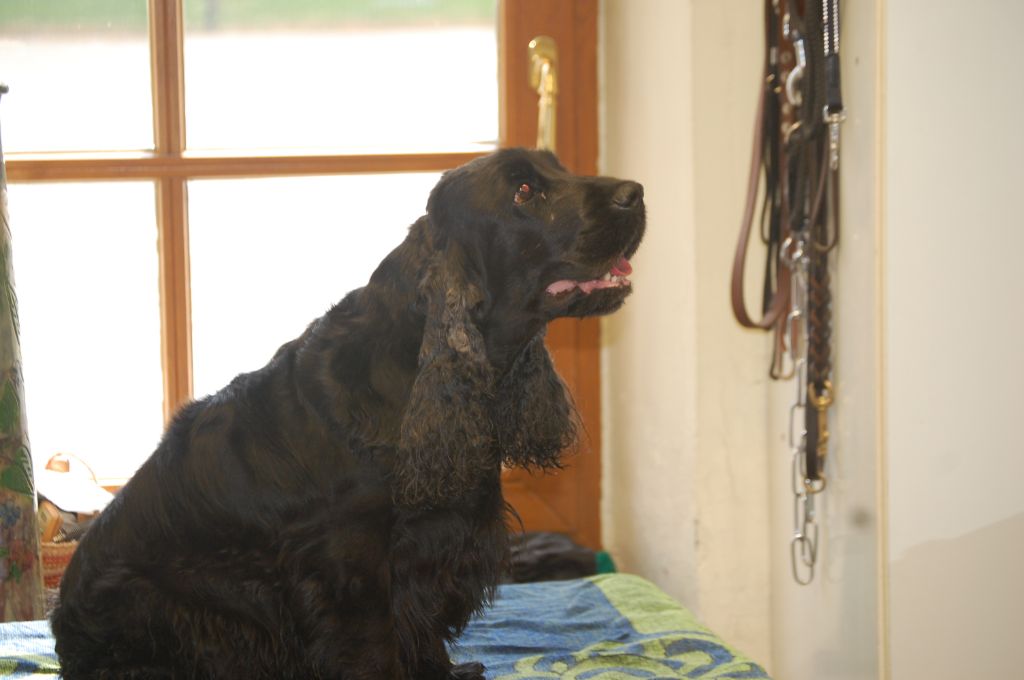 Les chiens à la maison !